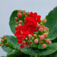 Kalanchoe | Flowering Plants - Buy Orchids Plants Online by Orchid-Tree.com