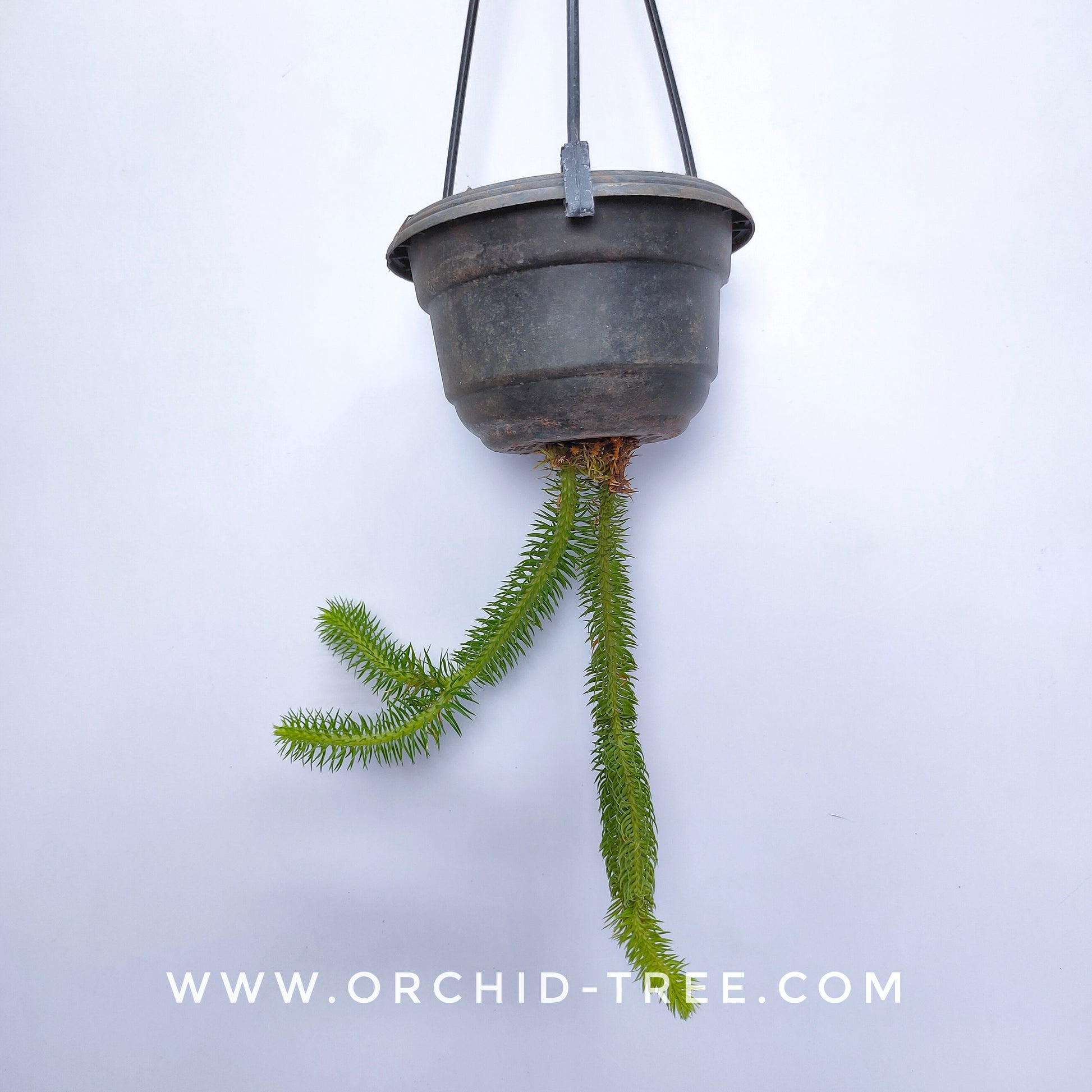 Lycopodium | Rock Tassel Fern - Buy Orchids Plants Online by Orchid-Tree.com