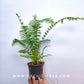 Boston Fern - Buy Orchids Plants Online by Orchid-Tree.com
