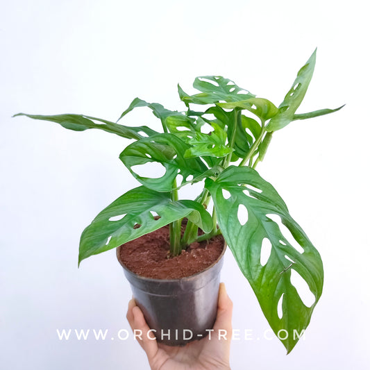 Monstera adansonii | Indoor Plant - Buy Orchids Plants Online by Orchid-Tree.com