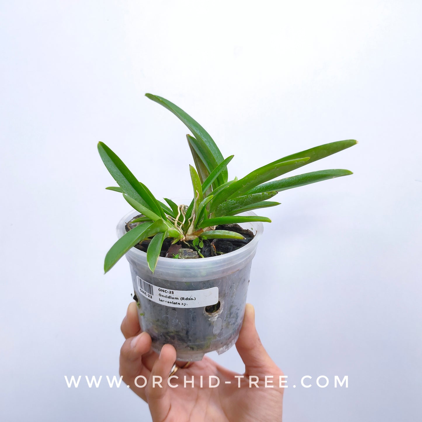 Oncidium (Rdza.) lanceolata sp. - Without Flowers | BS - Buy Orchids Plants Online by Orchid-Tree.com