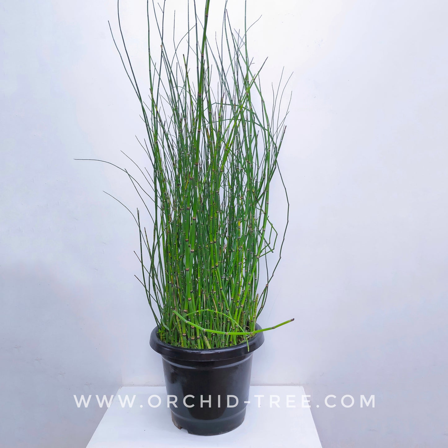 Water Bamboo - Buy Orchids Plants Online by Orchid-Tree.com
