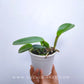 Cattleya trianaei var. coerulea sp. - Without Flowers | BS - Buy Orchids Plants Online by Orchid-Tree.com