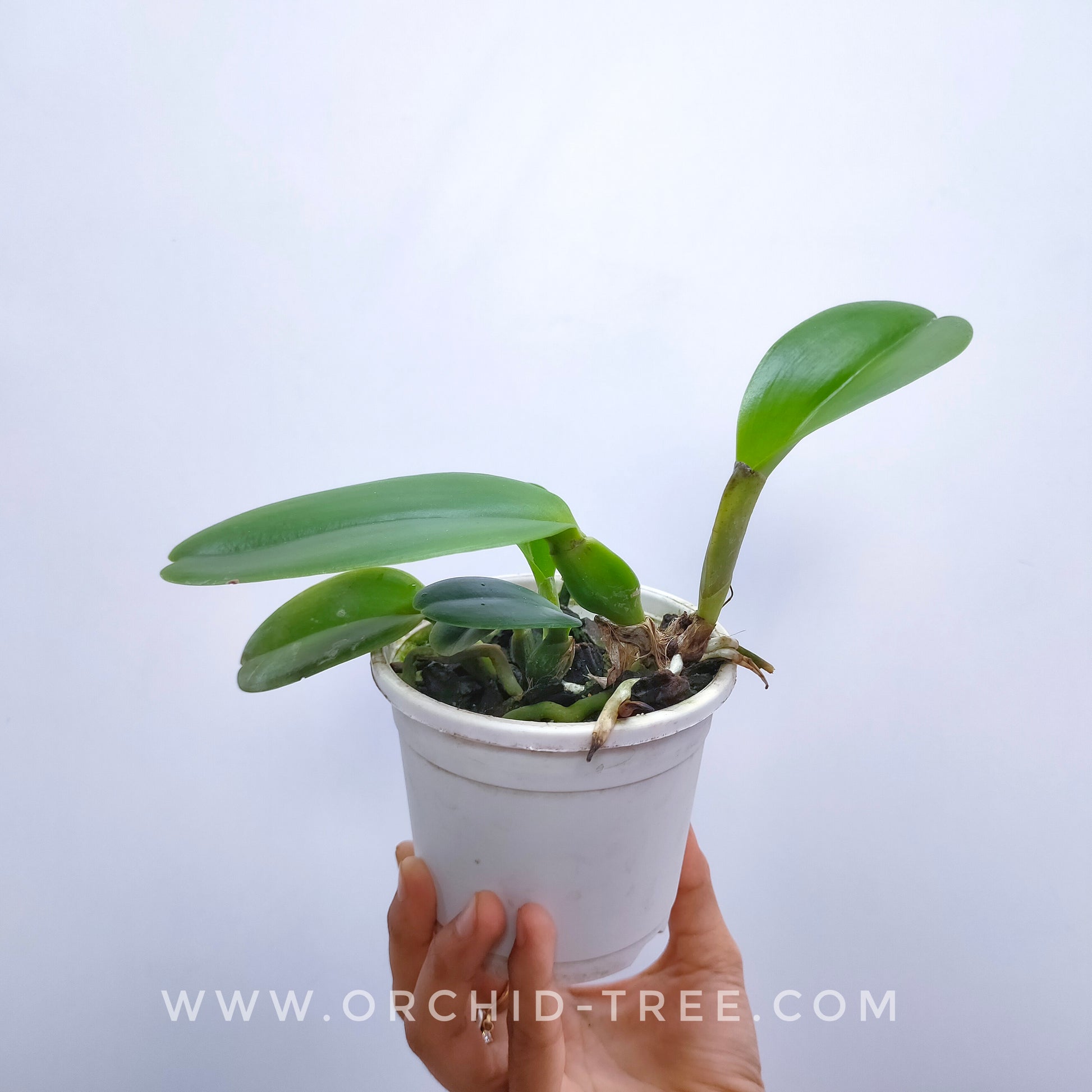 Cattleya trianaei var. coerulea sp. - Without Flowers | BS - Buy Orchids Plants Online by Orchid-Tree.com