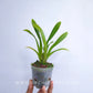 Oncidium (Burr.) Fran's Jewels '64'- Without Flowers | BS - Buy Orchids Plants Online by Orchid-Tree.com