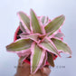 Crypthanthus Pink (Bromeliad)