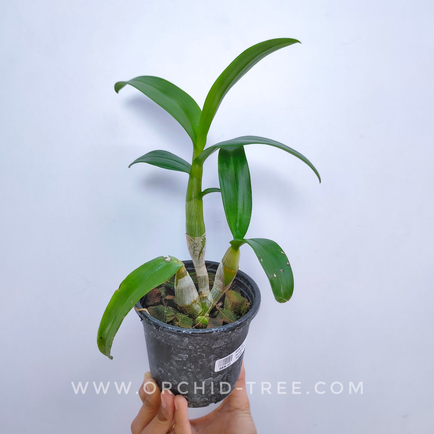 Dendrobium Blue Planet Orchid Plant - FF