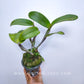 Cattleya Loog Tone Red x Jungle Elf - With Bud | FF