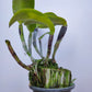 Cattleya Loog Tone Red x Jungle Elf - With Bud | FF