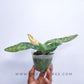 Paphiopedilum Green Coral - Without Flowers | BS