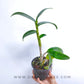 Dendrobium Brown Yellow - BS