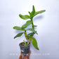 Dendrobium violaceoflavens sp. - Without Flowers | BS
