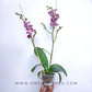 Phalaenopsis Sogo Madbury - With Flowers | FF