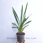 Cymbidium Assorted (HTC) - | BS