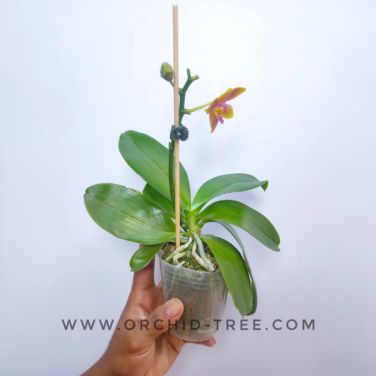 Phalaenopsis Meidarland Chambe - With Flowers | FF