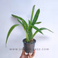 Oncidium (Mtdm.) Hwuluden Diamond 'Red Arowana' -  | BS - Buy Orchids Plants Online by Orchid-Tree.com