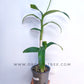 Dendrobium Pink Lady Splash - FF