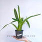 Oncidium (Mtdm.) Hwuluden Diamond 'Red Arowana' -  | BS - Buy Orchids Plants Online by Orchid-Tree.com