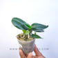 Phalaenopsis Yaphon Cupid - Without Flowers | BS