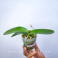 Phalaenopsis Sakurahime - FF