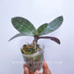 Phalaenopsis philippinensis sp. - BS