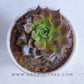 Echeveria 'Black Prince'