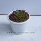 Echeveria 'Black Prince'