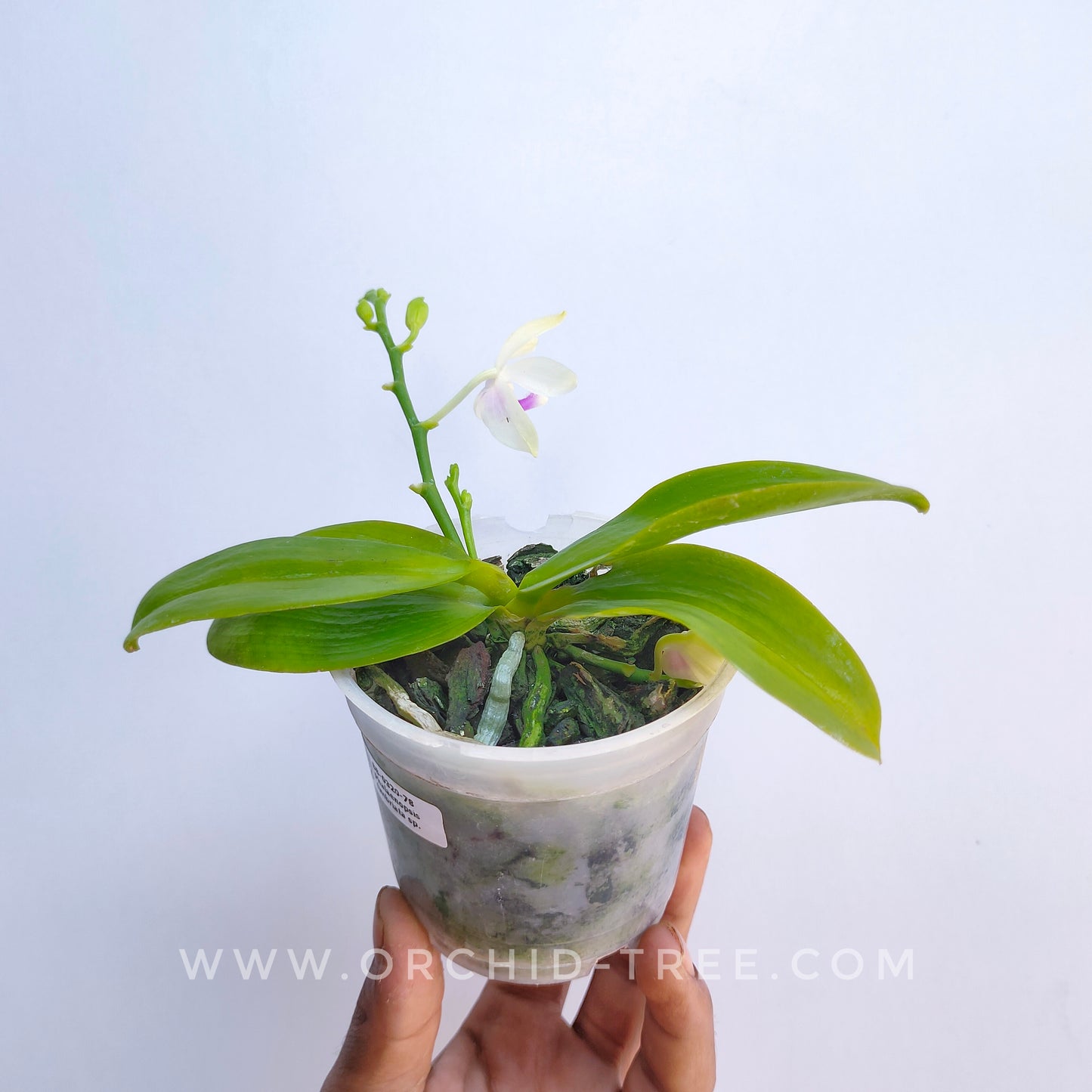 Phalaenopsis fimbriata sp. - Without Flowers | BS
