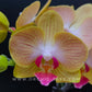 Phalaenopsis Gold Stripe - FF