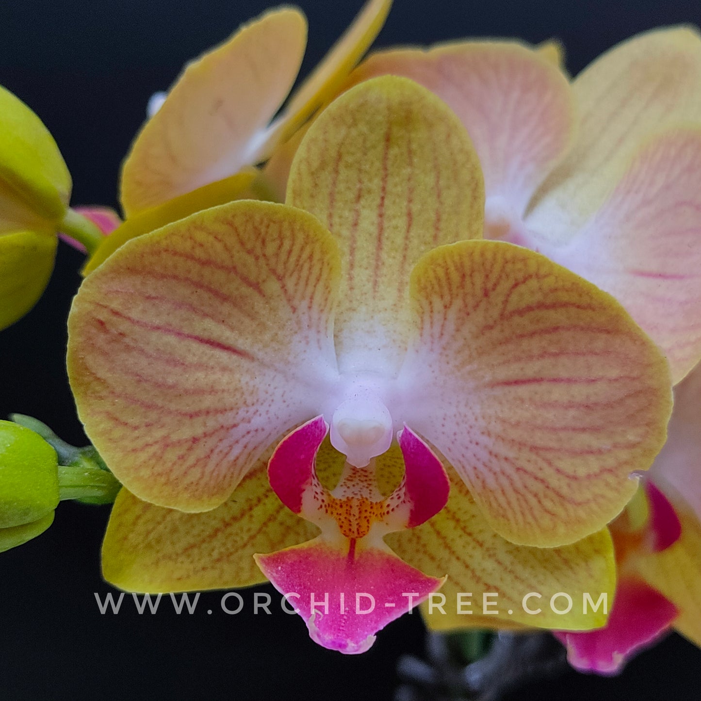 Phalaenopsis Gold Stripe Orchid Plant - FF
