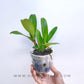 Cattleya Chomthong Green - Without Flowers | BS