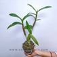 Dendrobium Giant Pink - Without Flowers | BS