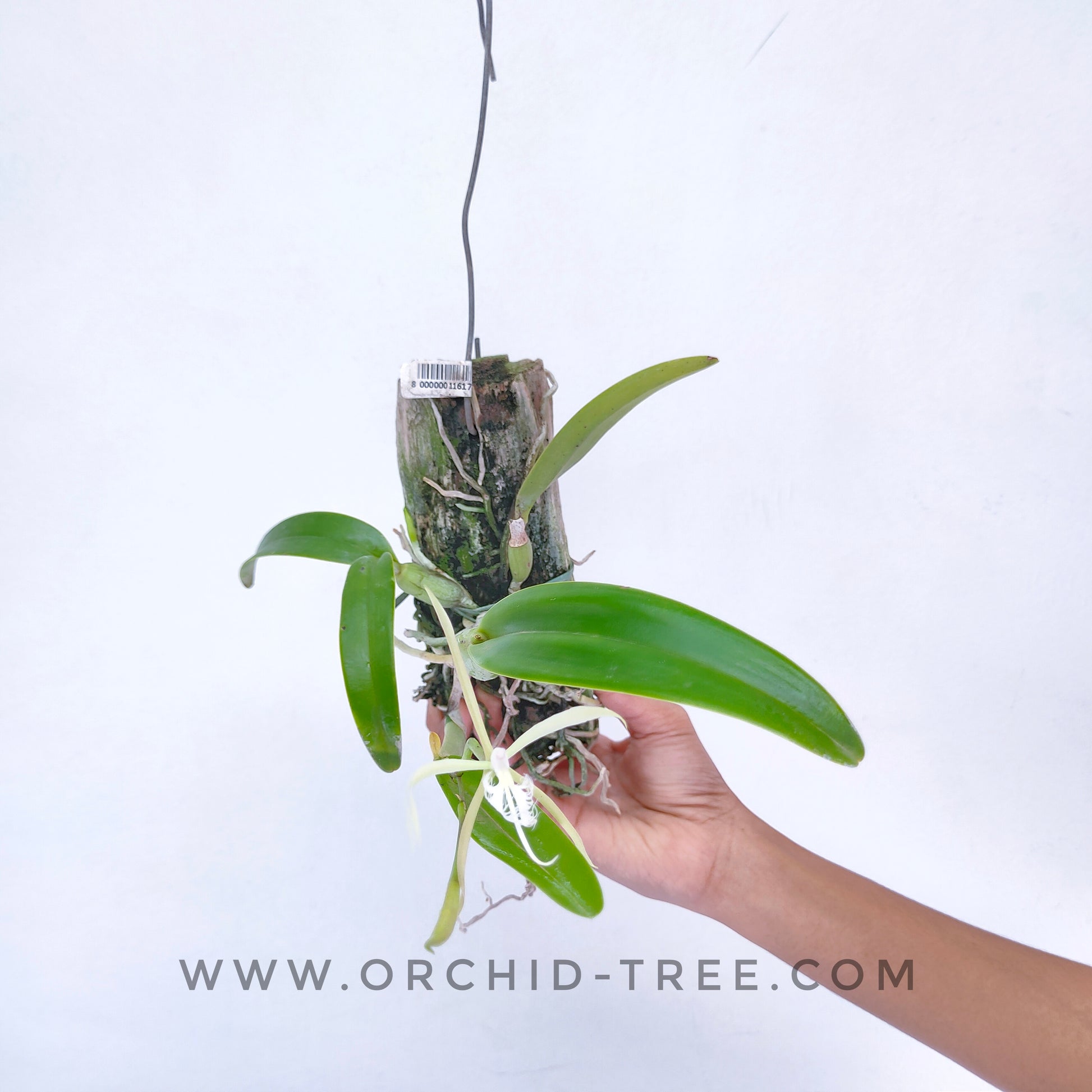 Encyclia ciliare sp. -| BS - Buy Orchids Plants Online by Orchid-Tree.com