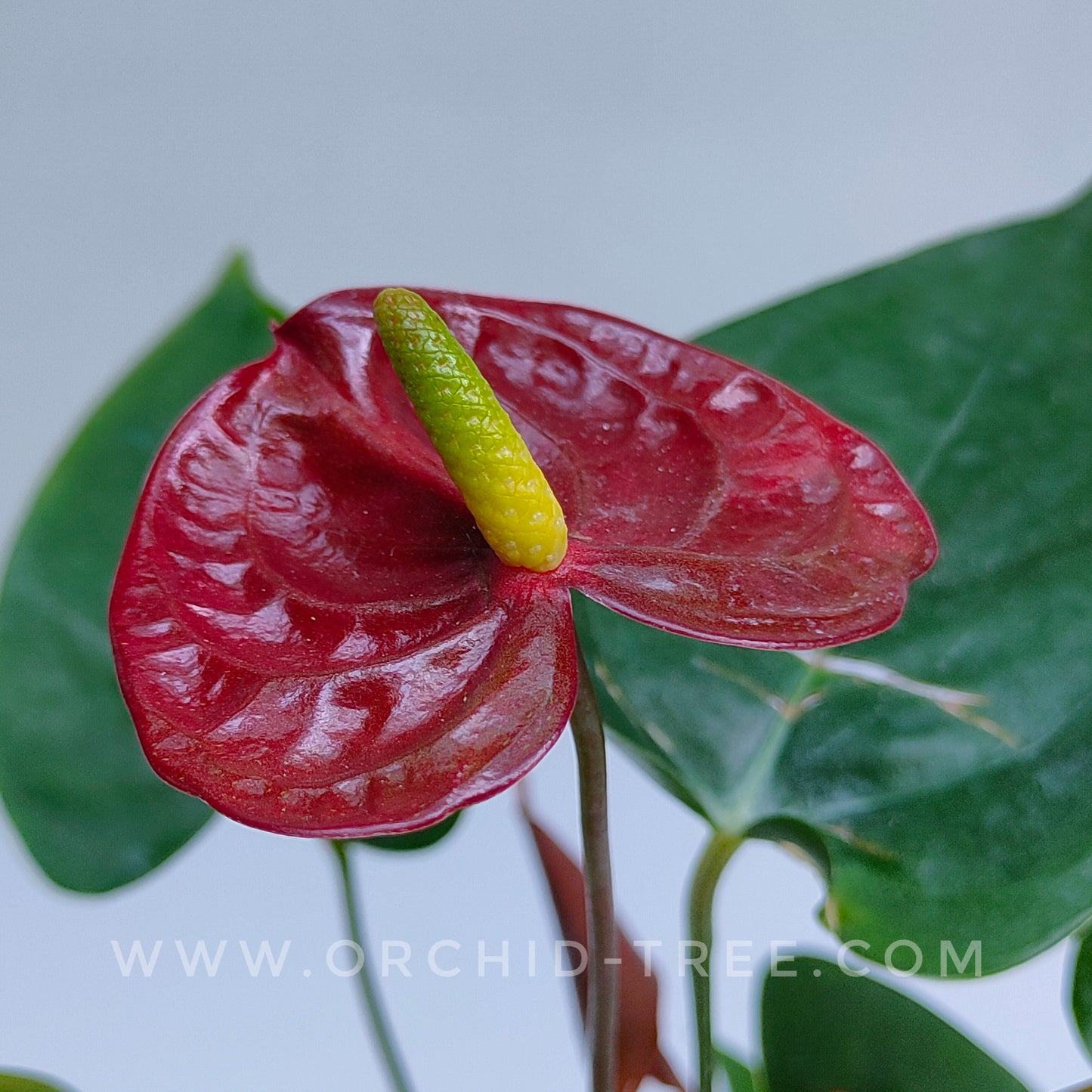 Anthurium Maroon - FF