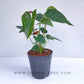 Anthurium Maroon - FF