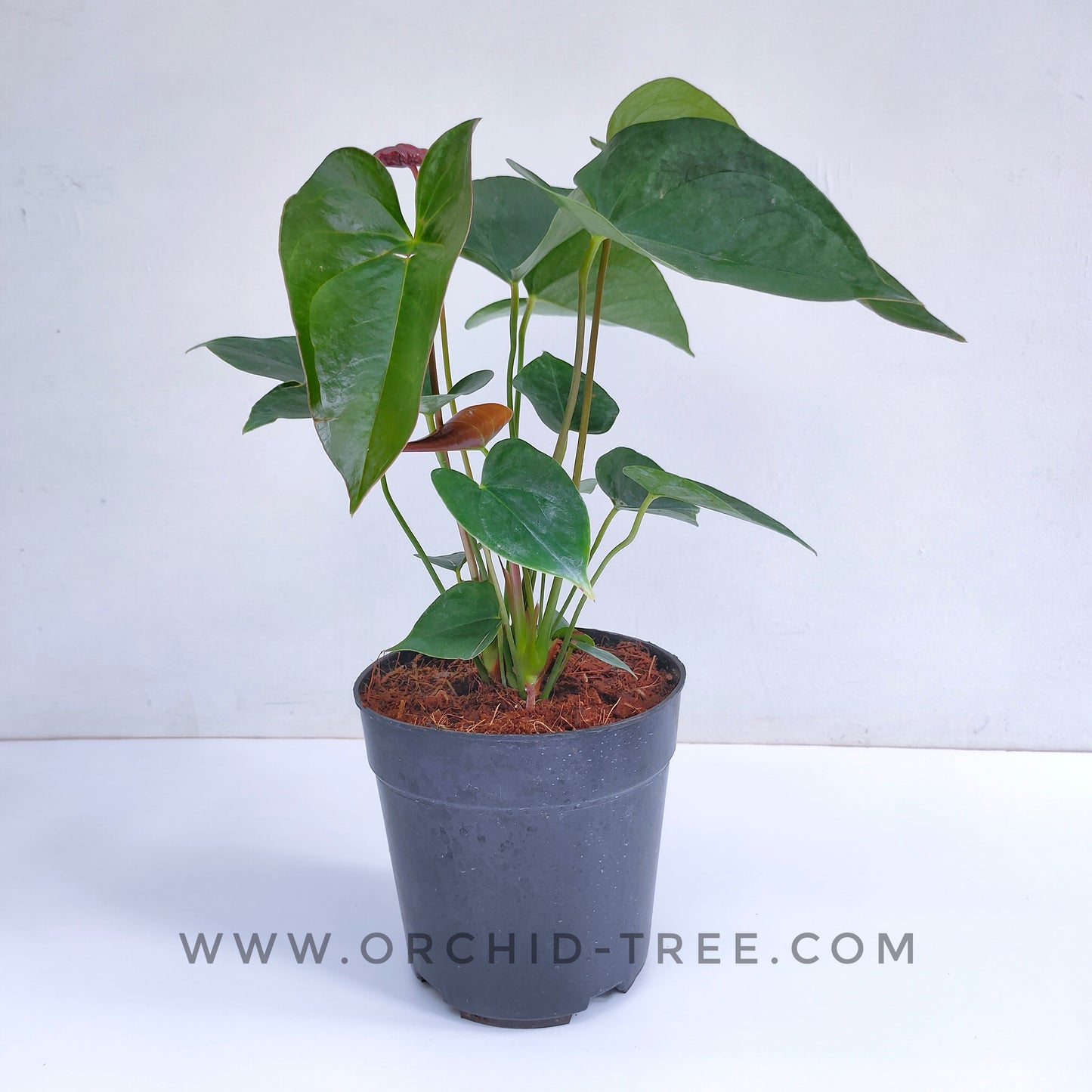 Anthurium Maroon - FF