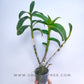 Dendrobium Burana Jade Variegated - Without Flowers | BS