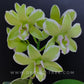 Dendrobium Burana Jade Variegated - Without Flowers | BS
