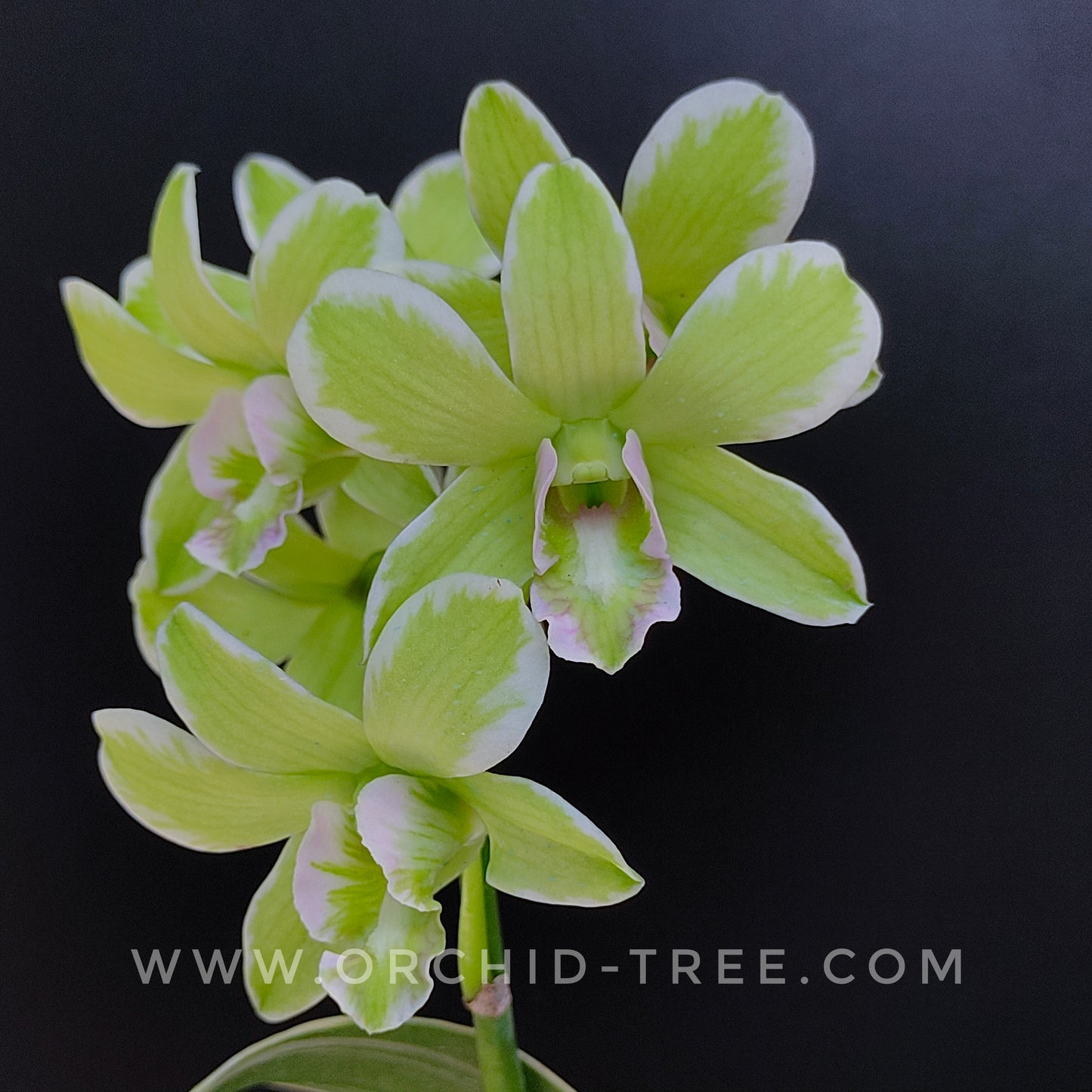 Dendrobium Burana Jade Variegated - Without Flowers | BS