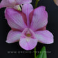 Dendrobium King Pink Stripe Big Lip - With Flowers | FF