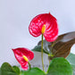 Anthurium Red - FF - Buy Orchids Plants Online by Orchid-Tree.com