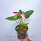 Anthurium Red Splash - FF