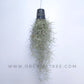 Spanish Moss (Tillandsia usneoides) - Buy Orchids Plants Online by Orchid-Tree.com
