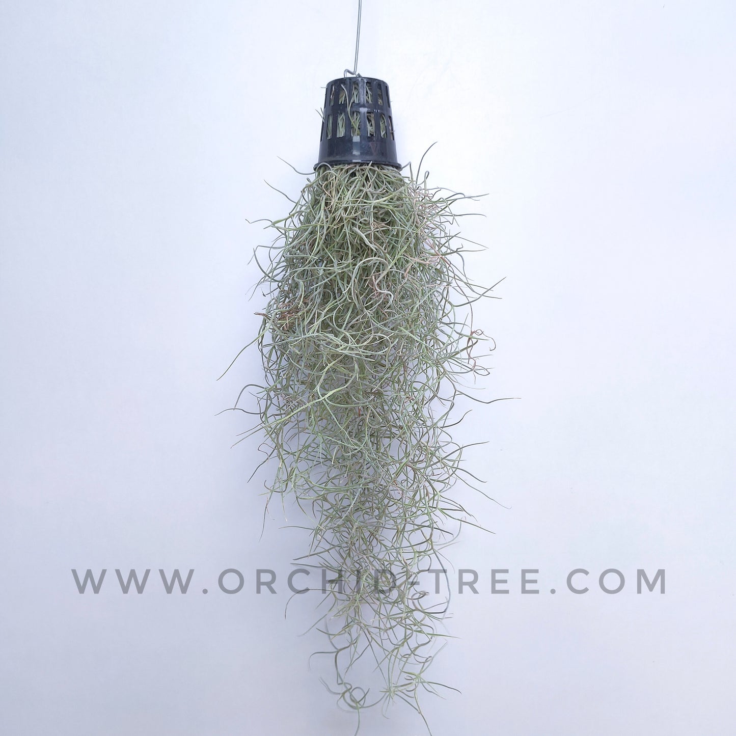 Spanish Moss (Tillandsia usneoides) - Buy Orchids Plants Online by Orchid-Tree.com