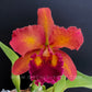 Cattleya (Blc.) Nakornchaisri Red - BS - Buy Orchids Plants Online by Orchid-Tree.com