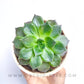 Echeveria 'Black Prince'