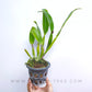 Cattleya (Lc) Fay Star Yen (Dark Orange) - BS