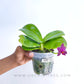 Phalaenopsis violacea red sp. - With Flower | FF