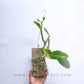 Cattleya dolosa var alba sp.- FF
