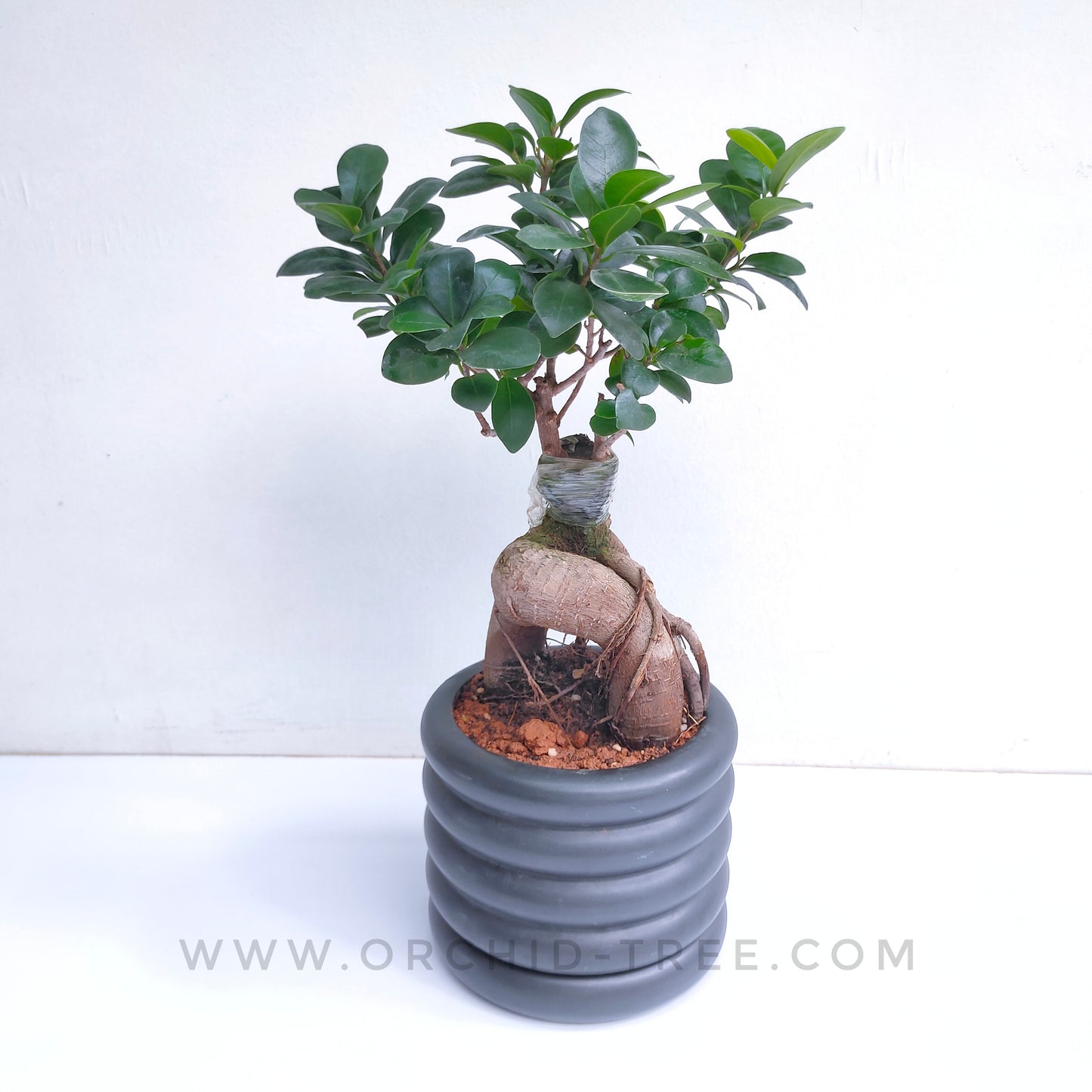 Ficus Bonsai Plant in Ceramic Pot